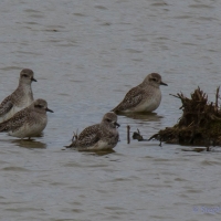 Golden Plover, Elmley National Nature Reserve, Isle of Sheppey