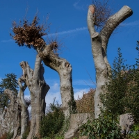 National Trust, Ightham Mote