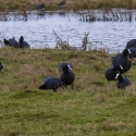 Coots, Elmley National Nature Reserve, Isle of Sheppey