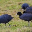 Coots, Elmley National Nature Reserve, Isle of Sheppey