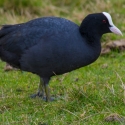 Coots, Elmley National Nature Reserve, Isle of Sheppey