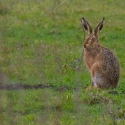 Hare, Elmley National Nature Reserve, Isle of Sheppey