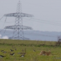 Lapwing and Hare, Elmley National Nature Reserve, Isle of Sheppey