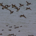 Wigeon, Elmley National Nature Reserve, Isle of Sheppey