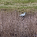 Little Egret, Elmley National Nature Reserve, Isle of Sheppey