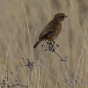 Stonechat, Elmley National Nature Reserve, Isle of Sheppey