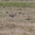 Curlew, Elmley National Nature Reserve, Isle of Sheppey