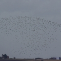 Elmley National Nature Reserve, Isle of Sheppey