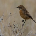 Stonechat, Elmley National Nature Reserve, Isle of Sheppey