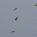 Curlew, Elmley National Nature Reserve, Isle of Sheppey