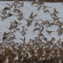 Dunlin, Golden Plover, Elmley National Nature Reserve, Isle of Sheppey