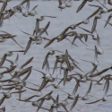 Dunlin, Golden Plover, Elmley National Nature Reserve, Isle of Sheppey