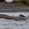 Turnstone, Golden Plover, Elmley National Nature Reserve, Isle of Sheppey