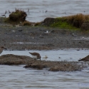 Dunlin, Golden Plover, Elmley National Nature Reserve, Isle of Sheppey