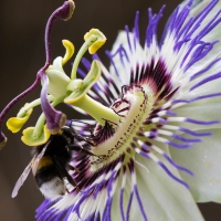 Passion flower and bee