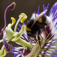 Passion flower and bee