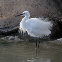 Saintes-Maries-de-La-Mer - Little Egret