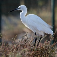 Saintes-Maries-de-La-Mer - Little Egret