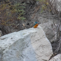 Saintes-Maries-de-La-Mer - Kingfisher