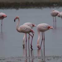 Saintes-Maries-de-La-Mer, Flamingos