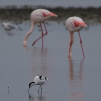 Saintes-Maries-de-La-Mer, Flamingos