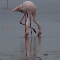 Saintes-Maries-de-La-Mer, Flamingos