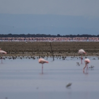 Saintes-Maries-de-La-Mer, Flamingos