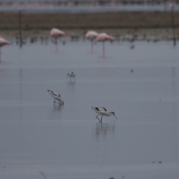 Saintes-Maries-de-La-Mer - Avocet