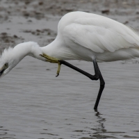 Saintes-Maries-de-La-Mer - Egret