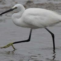 Saintes-Maries-de-La-Mer - Egret