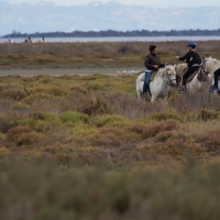 Saintes-Maries-de-La-Mer Camargue horses