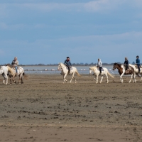 Saintes-Maries-de-La-Mer Camargue horses