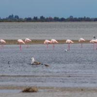 Saintes-Maries-de-La-Mer Headless flamingos