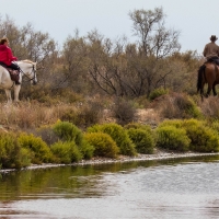 Saintes-Maries-de-La-Mer Camargue horses