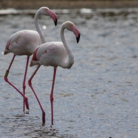 Saintes-Maries-de-La-Mer Flamingos
