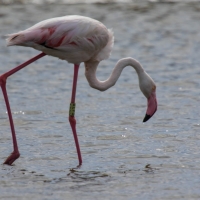 Saintes-Maries-de-La-Mer Flamingos