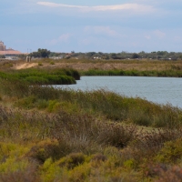 Saintes-Maries-de-La-Mer Flamingos