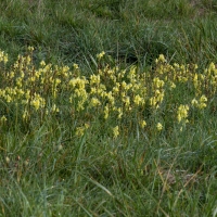 Yellow Toadflax