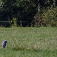 Cormoranche-sur-Saone - Heron