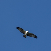 Cormoranche-sur-Saone