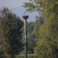 Cormoranche-sur-Saone - Storks nest