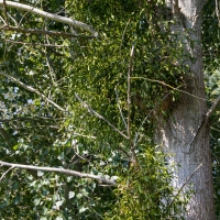 Cormoranche-sur-Saone - Ivy