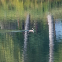 Cormoranche-sur-Saone, fishing pond at campsite