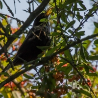 Luxémont-et-Villotte - Black bird in Camping Nature hedge