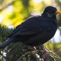 Luxémont-et-Villotte - Black bird in Camping Nature hedge