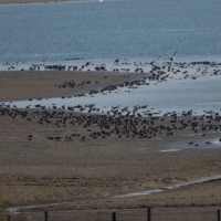 Lake Der-Chantecoq
