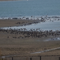 Lake Der-Chantecoq