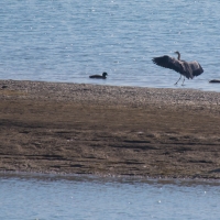 Lake Der-Chantecoq