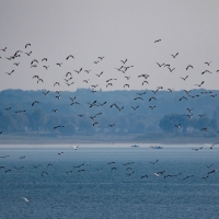 Lake Der-Chantecoq