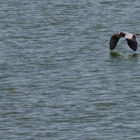 Lake Der-Chantecoq